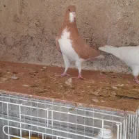 کفتر شهری زرد نر|پرنده|خرامه, |دیوار