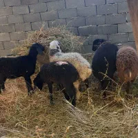 بره پروارچاق وسلامت