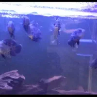 اسکار تایگر