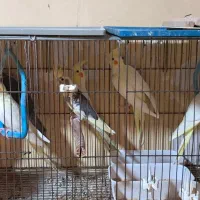 جوجه عروس هلندی سه ماهه|پرنده|رشت, نخودچر|دیوار