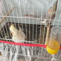 دو عدد طوطی عروس هلندی اهلی و خوشگل|پرنده|سبزوار, امیر کبیر|دیوار