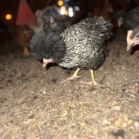 فروش نیمچه مرغ وخروس کاکلی|حیوانات مزرعه|تفت, |دیوار