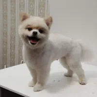 جفت پامر خرسی مولد|سگ|کرمانشاه, |دیوار