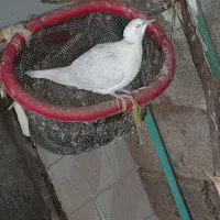 امتیاز کبوتر رسالت