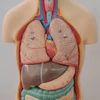 آناتومی بدن انسان