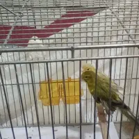 نروماده آماده واسه جوجه به|پرنده|زنجان, |دیوار