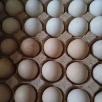 تخم نطفه دار