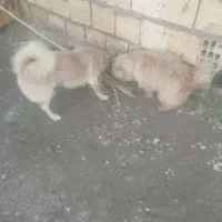 سگ جهت معاوضه