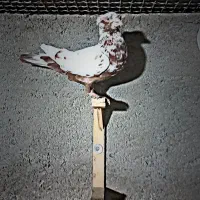 سه تا قلدور|پرنده|نیشابور, باغرود|دیوار