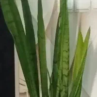 گل طبیعی و گلدان پلاستیکی و پایه گل