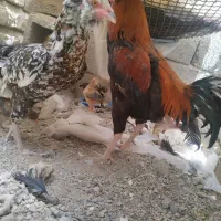 خروس و ماکیان