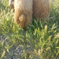 بره نر