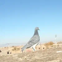 سبز چاپی و پشتی کویتی زرد|پرنده|بوژگان, |دیوار