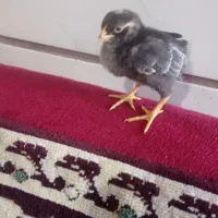 جوجه گلین ده روزه