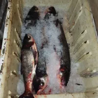 ماهی تازه سد عمده و خورده زیر قیمت کل ایران|ماهی|بوکان, |دیوار