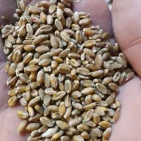 بذر گندم ال جی ۵LJ5 درجه یک