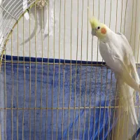 عروس هلندی ماده