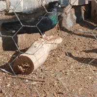 کبوتر|پرنده|میاندوآب, |دیوار