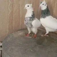 طوقی الماسی|پرنده|دره شهر, |دیوار