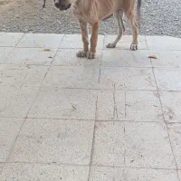 سگ سرابی
