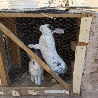 خرگوش|موش و خرگوش|نیشابور, کشتارگاه|دیوار