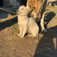 سگ پاکوتاه سفید تک رنگ|سگ|گنبد کاووس, |دیوار