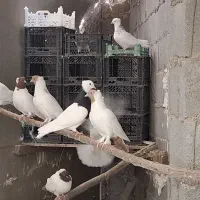 کبوتر طوق سیاه . سفید . پرستویی|پرنده|لامرد, |دیوار