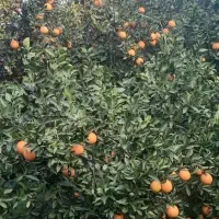 پرتقال تامسون