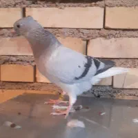 جفت شامی دم سفید