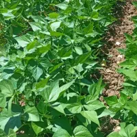 لوبیا چیتی پاکوتاە