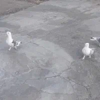 کبوتر دوکت نوک ریز|پرنده|لنده, |دیوار