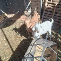 بزغاله ماده