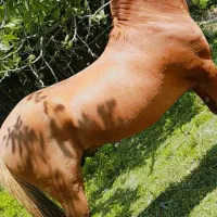 اسب