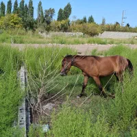 اسب نریان کرد 2 ساله سواری
