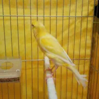 قناری نر|پرنده|اردبیل, |دیوار