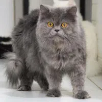 واگذاری گربه