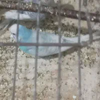 مرغ عشق اسپانگل انگلیسی همراه با جوجه