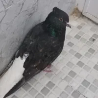 کبوتر دم سفید|پرنده|کرمانشاه, |دیوار