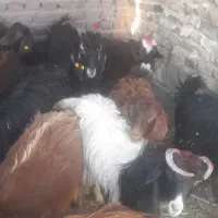 بزغاله چاق|حیوانات مزرعه|زاهدان, |دیوار