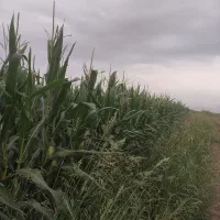 ذرت بسته‌بندی