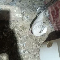 پرنده|پرنده|بم, |دیوار