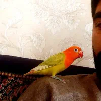 طوطی برزیلی موتاسیون اوپلاین دایلوت اهلی