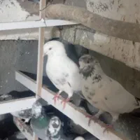 فروش کبوتر تهرانی|پرنده|ایلام, |دیوار