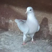 کبوتر های پرشی خوب