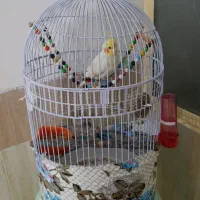 عروس هلندی لوتینو دستی با قفس