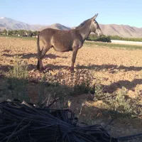 قاطر نر سیا نیله ۳ سال