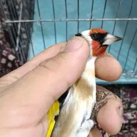 پرنده فروشی پویا در مهاباد