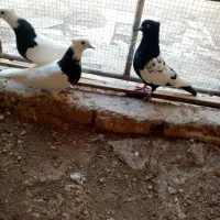 کبوتر. سینه ای و طوقی|پرنده|کبودرآهنگ, |دیوار