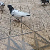 کله سیاه کاکلی نر