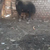گوسفند داشتی